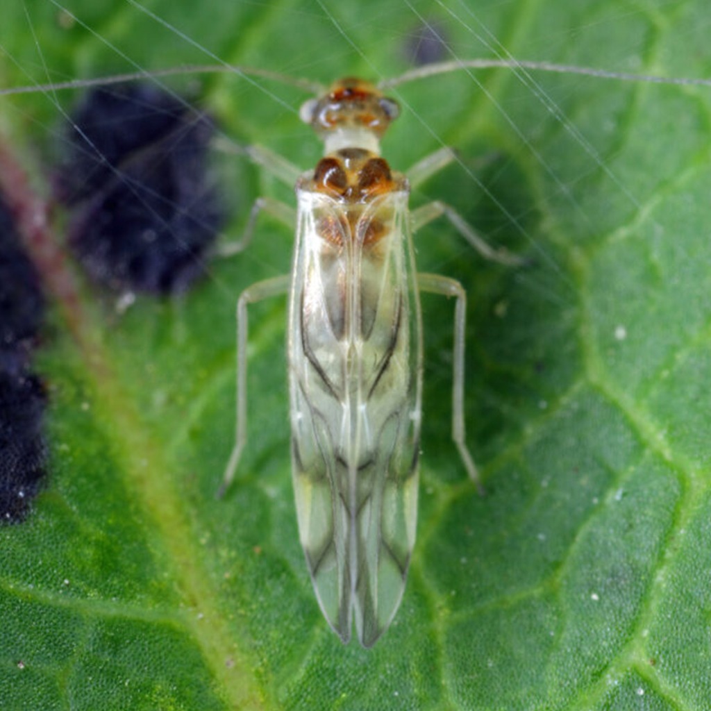 Article Insectes psoque