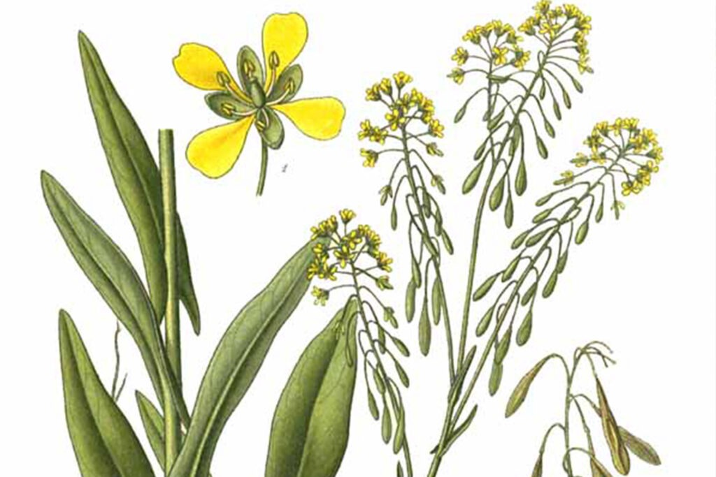 Planche botannique